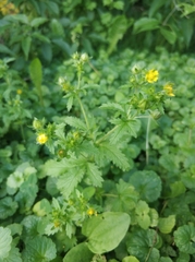 Potentilla norvegica