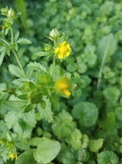 Potentilla norvegica