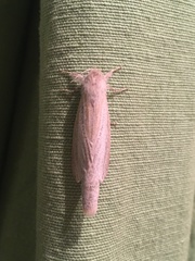 Phragmataecia castaneae