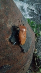 Tessaratomidae