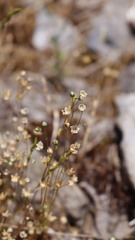 Spergula morisonii