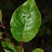 Salix pyrifolia - Photo (c) Will van Hemessen, algunos derechos reservados (CC BY-NC), uploaded by Will van Hemessen