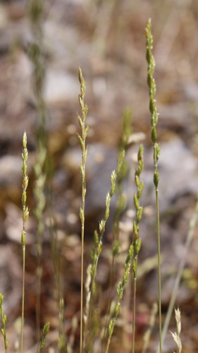 Image of Festuca lachenalii by (c) Bastien Alegot, some rights reserved (CC BY)