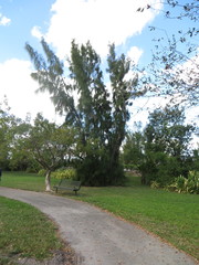 Casuarina cunninghamiana