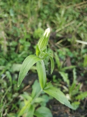 Silene latifolia