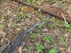 Coluber constrictor paludicola