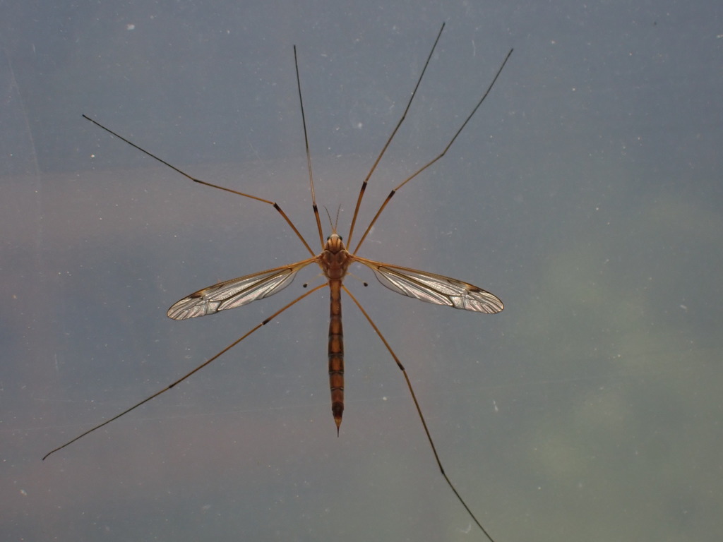 Tipula tephrocephala