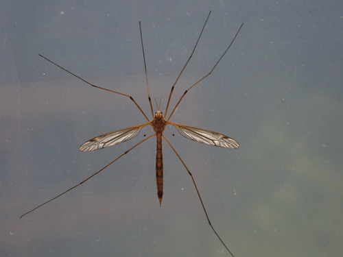 Tipula tephrocephala