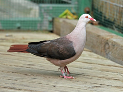 Pink Pigeon photo 4