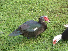 Cairina moschata domestica