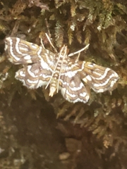 Undulambia polystichalis