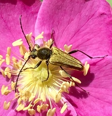 Lepturobosca