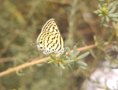 Suaeda
