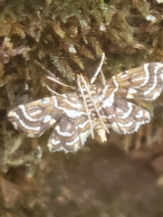 Undulambia polystichalis