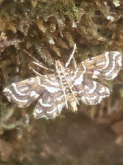 Undulambia polystichalis