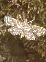 Undulambia polystichalis
