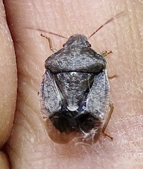 Holcostethus