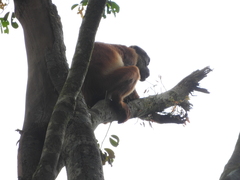 Thollon's Red Colobus photo 3