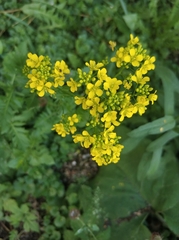 Brassicaceae