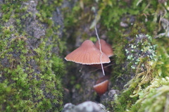 Galerina cinctula