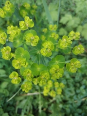 Euphorbia virgata