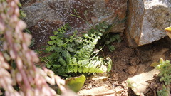 Asplenium foreziense
