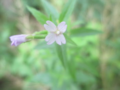 Epilobium glandulosum