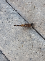 Erythrodiplax minuscula