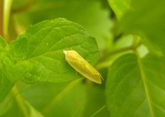 Earias