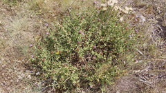 Centaurea pectinata