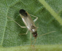 Phylus melanocephalus