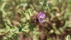 Centaurea pectinata