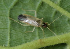 Phylus melanocephalus