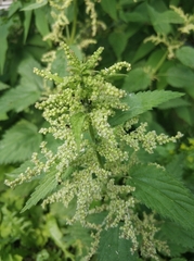 Urtica dioica