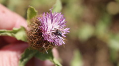Centaurea pectinata