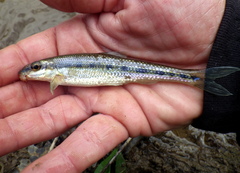 Erimystax dissimilis