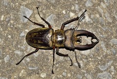 Lucanus lunifer