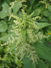 Urtica dioica