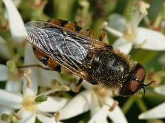 Odontomyia ornata