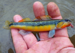 Percina aurantiaca
