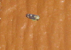 Pediopsoides distinctus