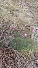 Dianthus graniticus