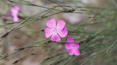 Dianthus graniticus