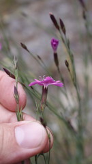 Dianthus graniticus