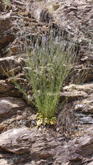 Anarrhinum bellidifolium
