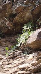 Asarina procumbens