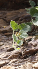 Asarina procumbens
