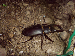 Lucanus cervus
