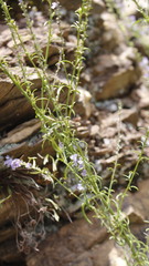 Anarrhinum bellidifolium