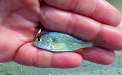 Leiostomus xanthurus